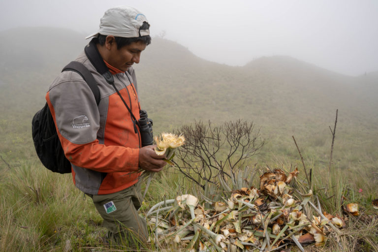Mariano Huillca, a local community member and guide at the Wayqecha Biological Station in Cuzco-Peru, checks out a bromeliad that was eaten by a Andean bear. Photo credit: Ruthmery Pillco –Conservación Amazónica ACCA.