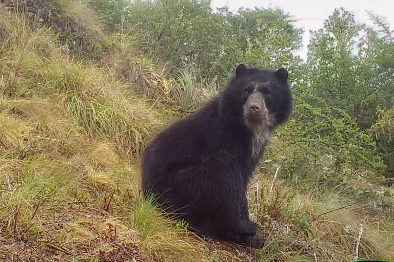 Andean bear “Ukuku” in a Andean grasslands ecosystem at 3500 meters above sea level close to the community Juan Velasco Alvarado. Photo credit: Conservación Amazónica ACCA.