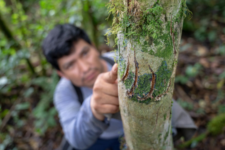 Researcher Roger Quispe registering the scratches left by the Andean bear to perhaps signal its territory. Photo credit: Ruthmery Pillco, Conservación Amazónica ACCA.