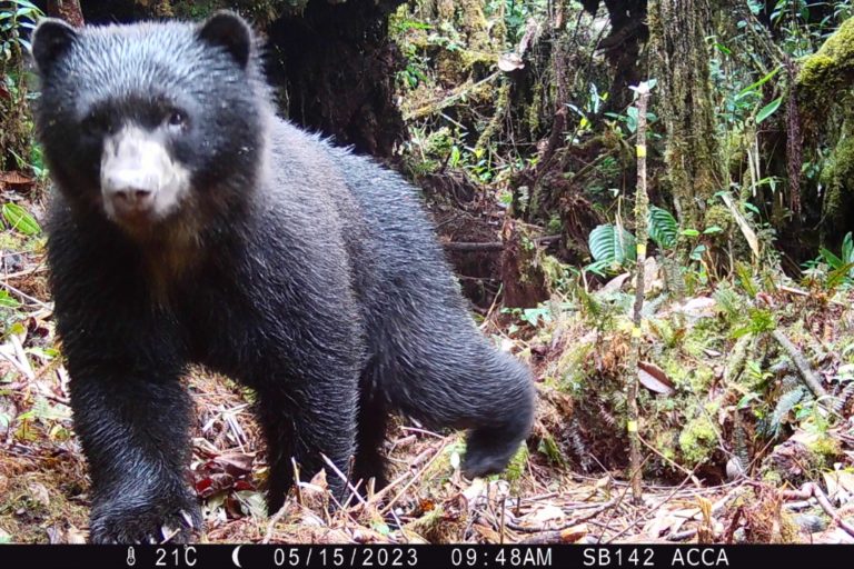 Andean bear captured in a camera trap a the Qeros-Wachiperi Conservation Concession, part of study to determine the bear’s habitat preferences. Photo credit: Conservación Amazónica ACCA.