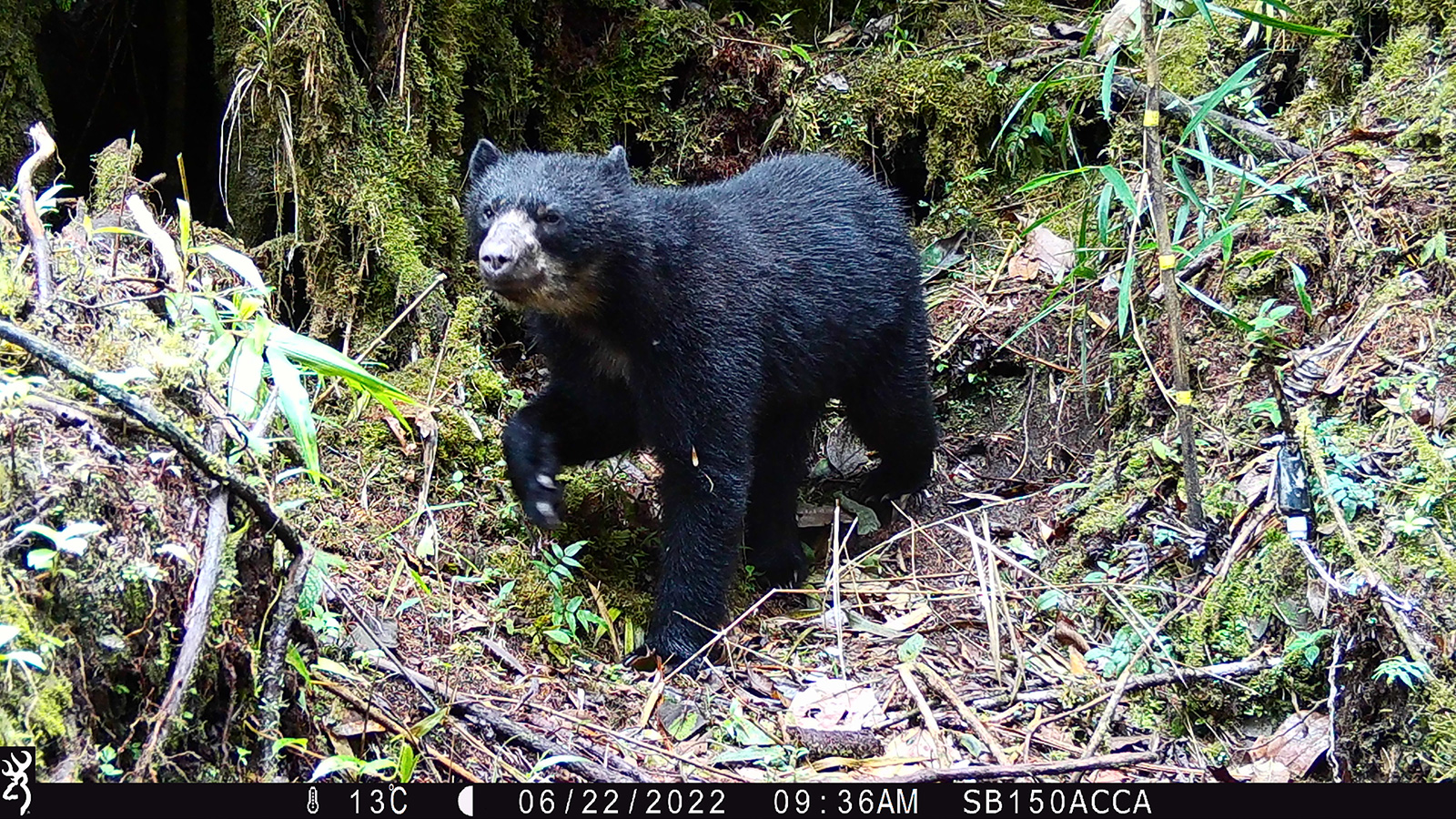 Andean bear captured in a camera trap a the Qeros-Wachiperi Conservation Concession, part of study to determine the bear’s habitat preferences. The bears altitudinal range goes from 200 to 4000 meters above sea level. Photo: Conservación Amazónica ACCA.