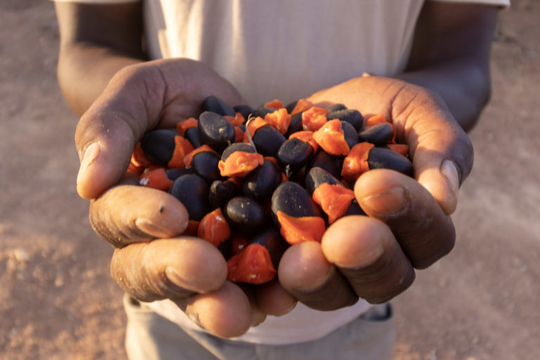 Close up of dark brown and bright orange pod mahogany seeds in someone's cupped hands. Image courtesy My Trees Trust.