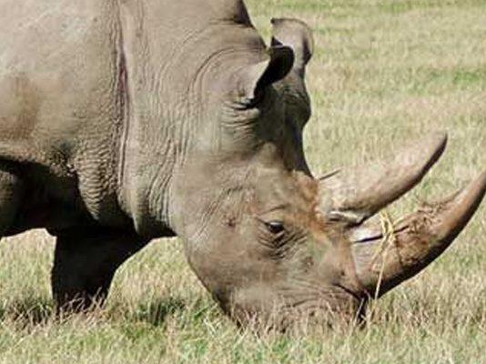 Middleburg K9 unit arrest suspect with rhino horns