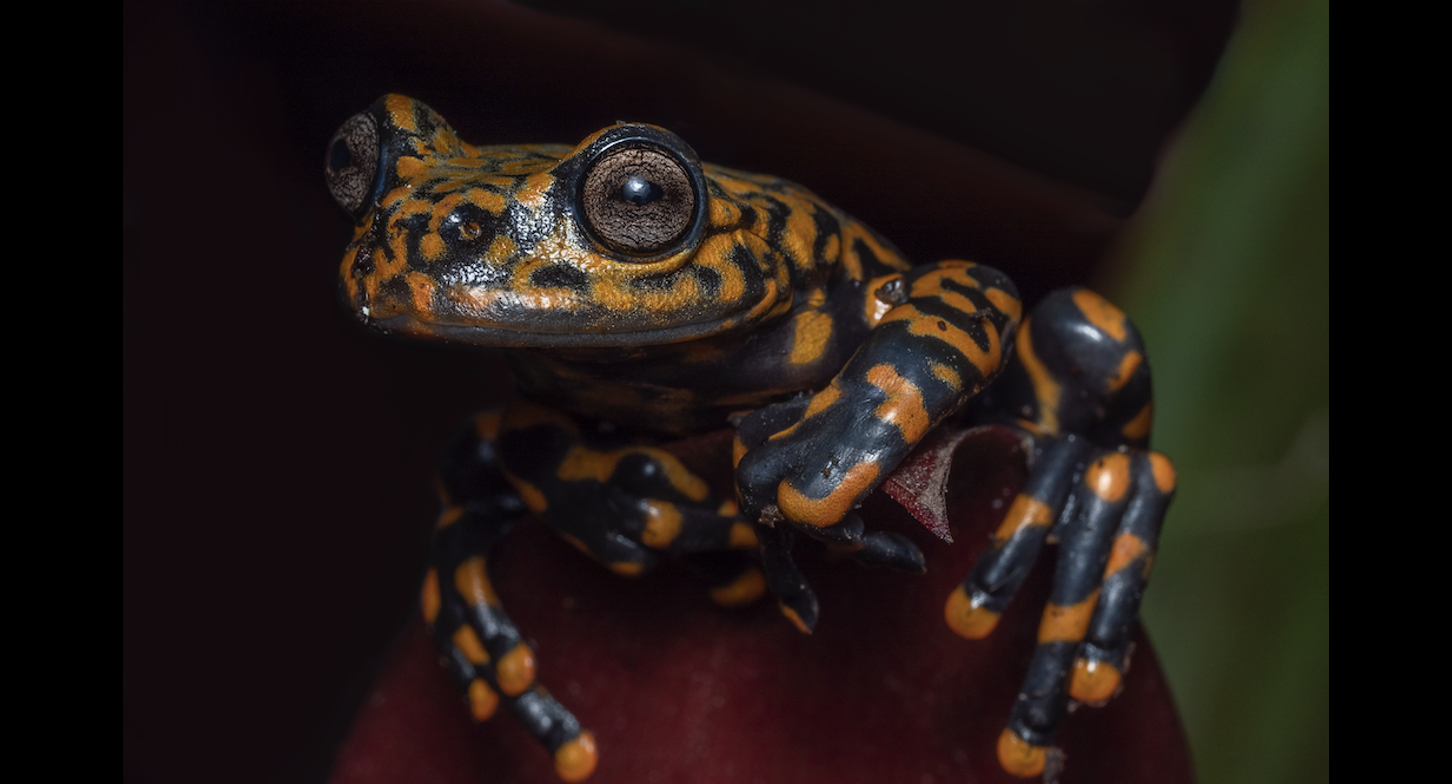 Hyloscirtus sethmacfarlanei frog from Ecuador. Photo courtesy of Rainforest Trust.