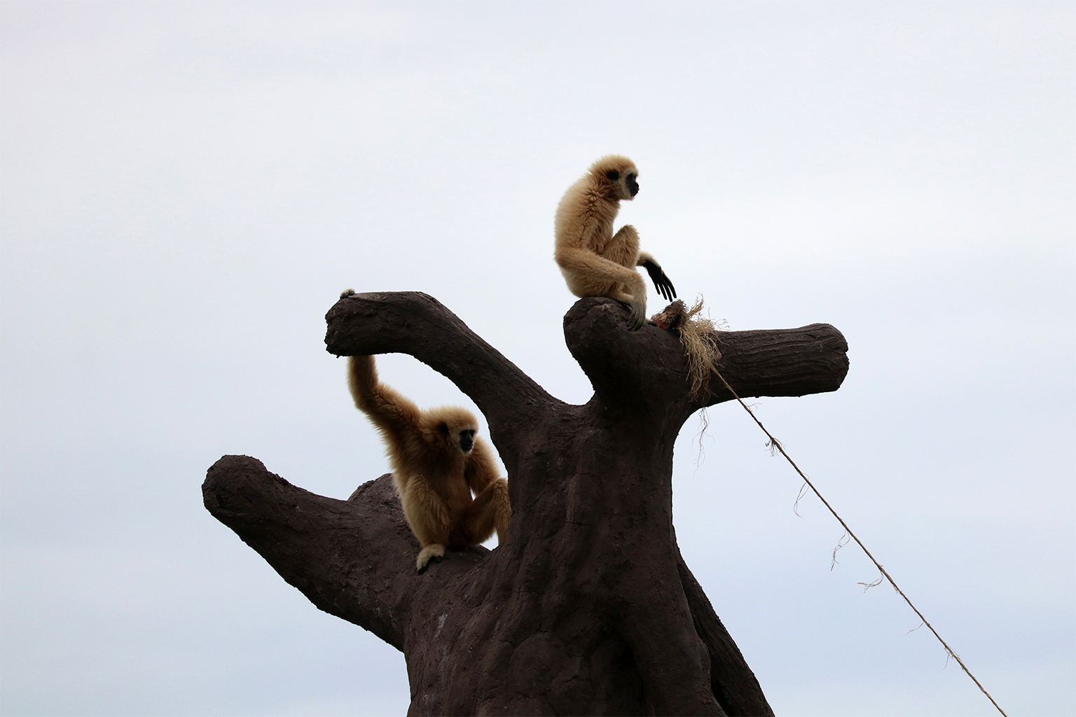 Two gibbons at the Wildlife Friends Foundation Thailand