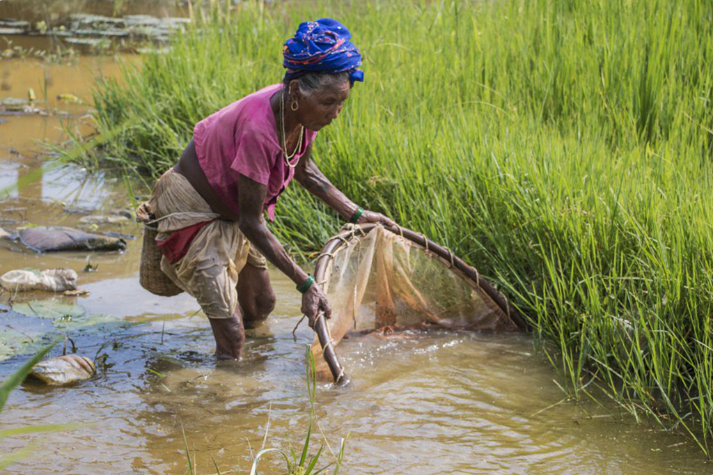 A Tharu woman catches snails with a hand-held net.
