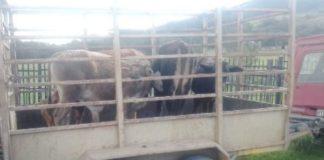 2 Arrested with stolen cattle, KatKop. Photo: SAPS