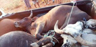 Stolen cattle: Limpopo Highway Patrol team arrest suspect. Photo: SAPS