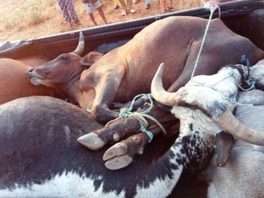 Stolen cattle: Limpopo Highway Patrol team arrest suspect. Photo: SAPS