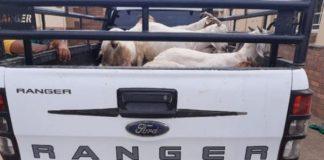 2 Arrested with 16 goats stolen from a local farm, Cookhouse. Photo: SAPS