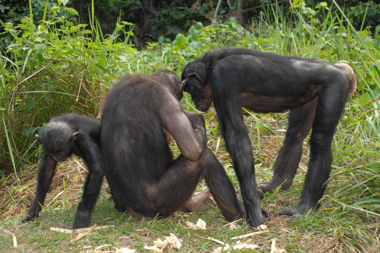 Bonobo family.