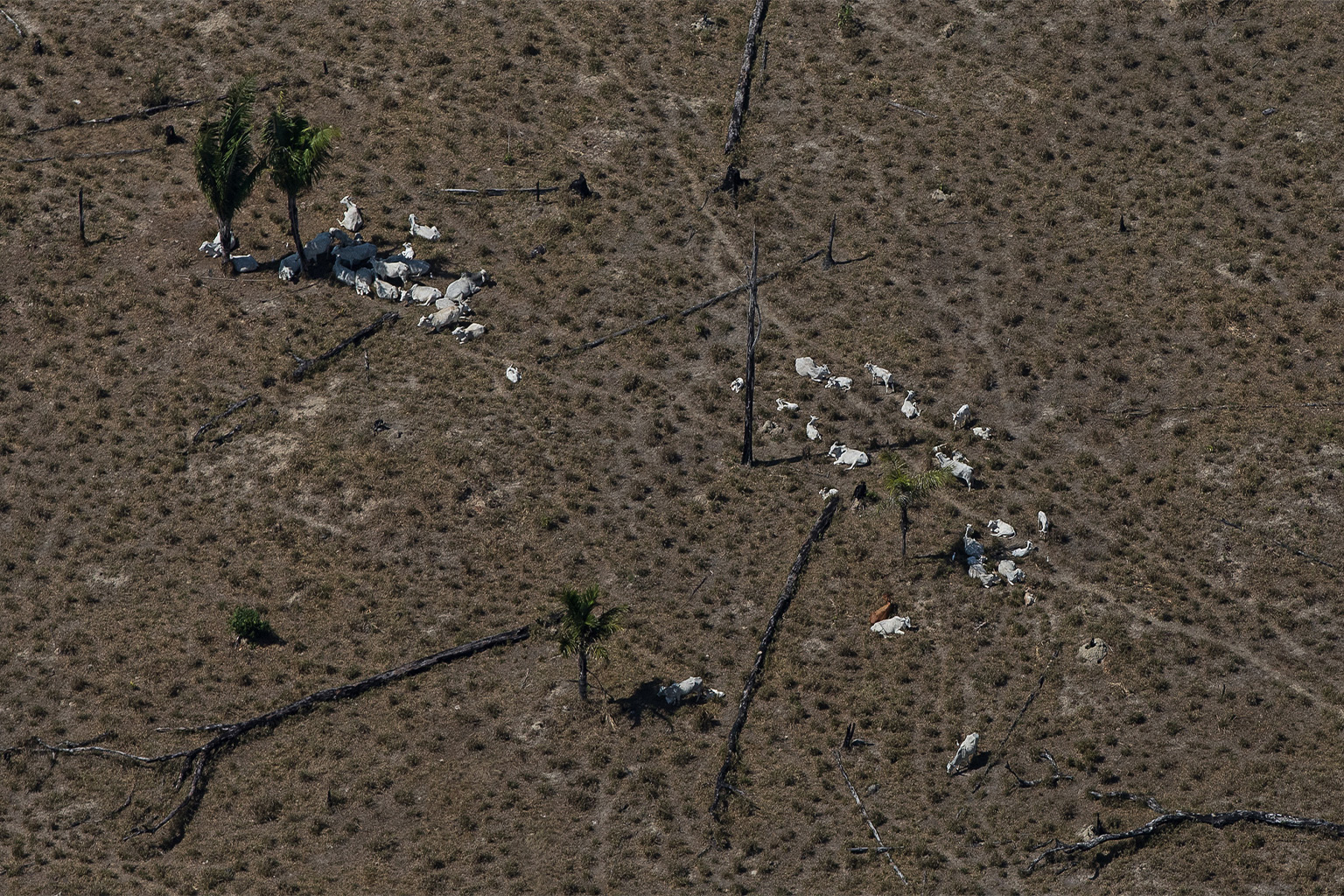 Aerial image of a deforested area