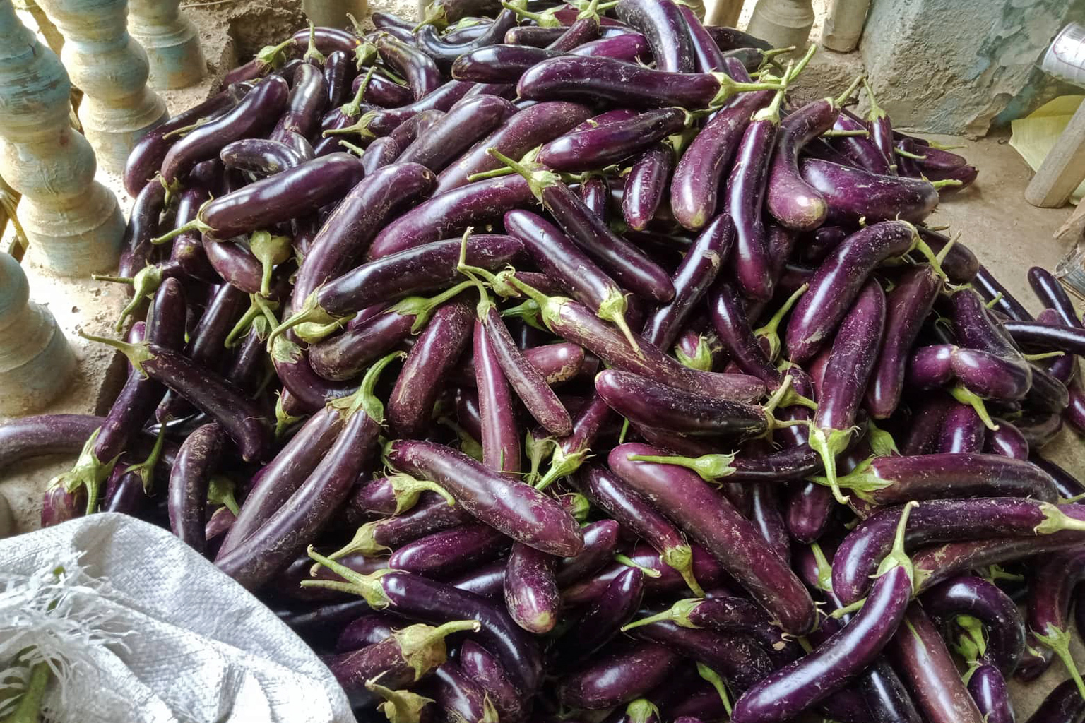 Estialbo’s eggplant harvest.