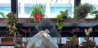 First functional greenhouse to launch inside a mall in South Africa