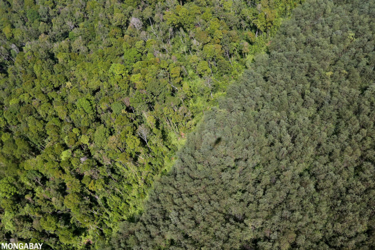 Natural forest and an acacia plantation on the island of Sumatra. Photo credit: Rhett A. Butler
