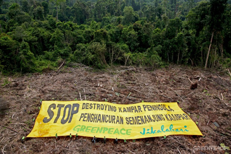 Greenpeace activists unfurl a 40 x 20 meter banner on recently cleared peatland forest in the pulp and paper concession of PT. Arara Abadi-Siak owned by APP (Asia Pulp and Paper) in 2008. Photo ©Greenpeace / John Novis