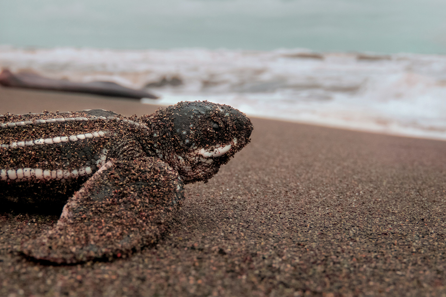 A leatherback turtle hatchling on a beach.