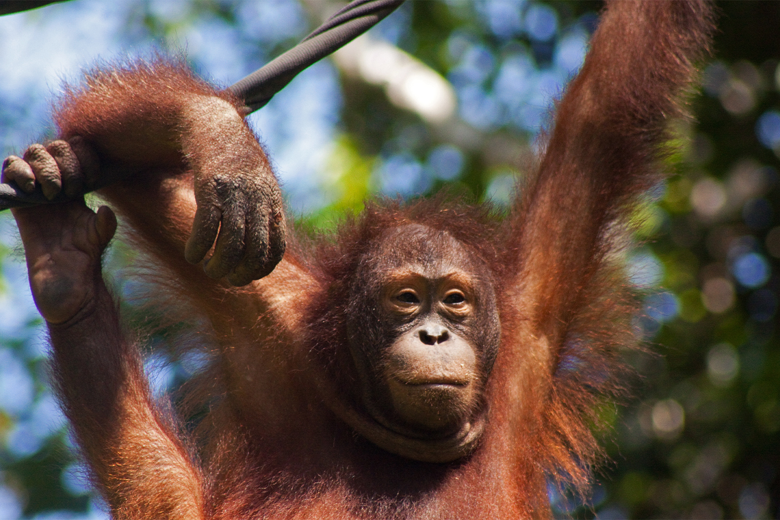 An orangutan.