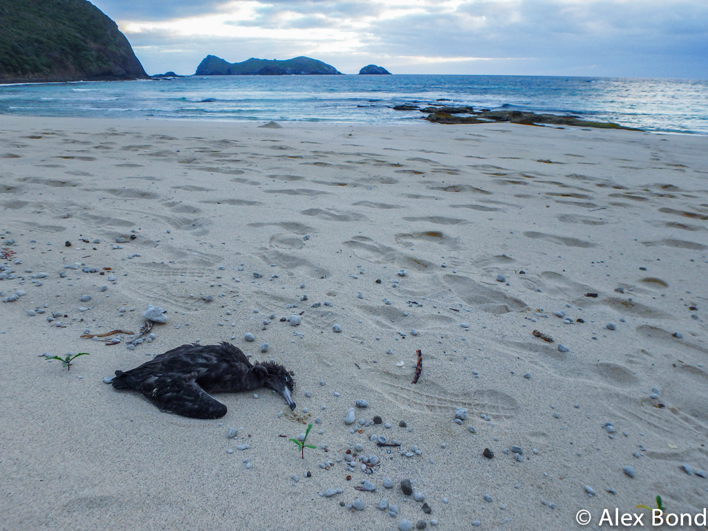 A dead flesh-footed shearwater on a beach.