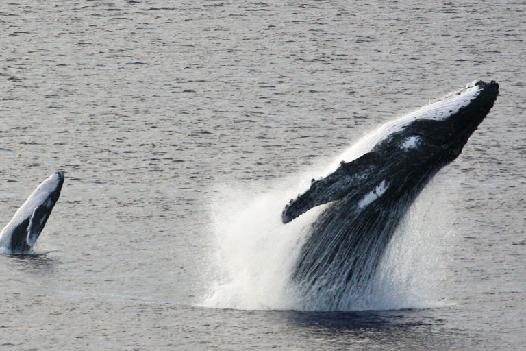 A whale and her calf do a double breach.