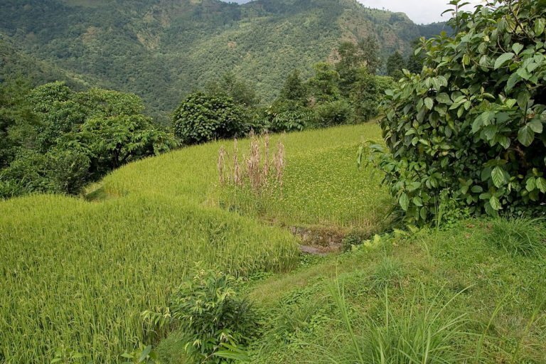 A diversity of fodder trees are planted around millet and rice terraces.