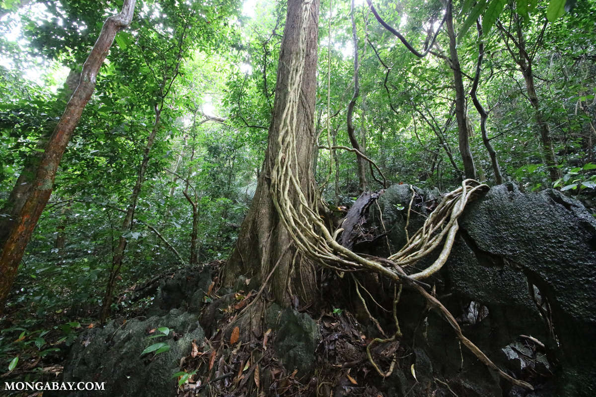 Forest in Vietnam