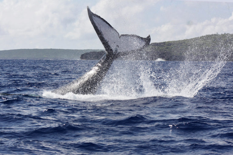 A whale does a tail slap.