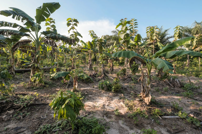 Plantation of bananas, teak and cocoa in Yanonge – DRC. Photo by Axel Fassio/CIFOR-ICRAF via Flickr (CC BY-NC-ND 2.0).