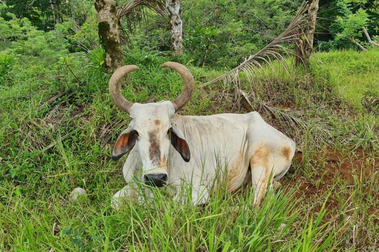 Brahman Bull in Guatuso, Costa Rica. Image by Bernard Dupont via Flickr (CC BY-SA 2.0).