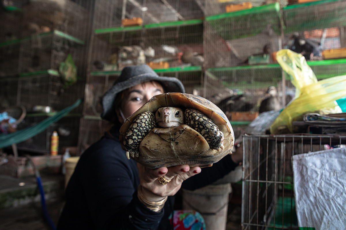 Tortoise in wildlife market, Vietnam