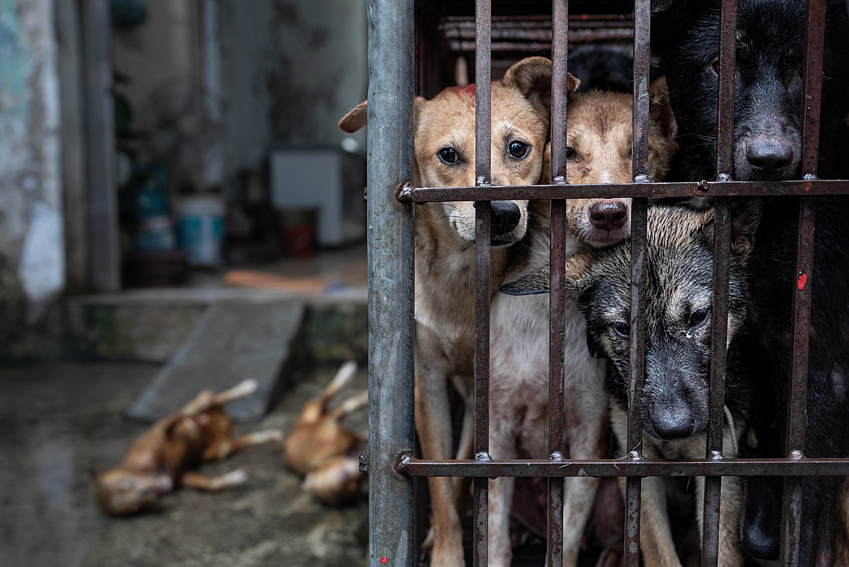Dogs in Hanoi