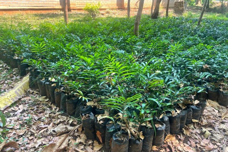A phalanx of green cycad seedlings in black plastic bags at a nursery. Image courtesy Mulanje Mountain Conservation Trust. 