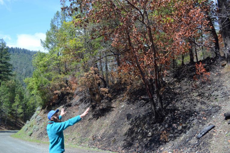 Eric Darragh, the co-director of Fire and Forestry for the Mid-Klamath Watershed Council, is pointing out burn sites  within the project area. Images by Carly Nairn.