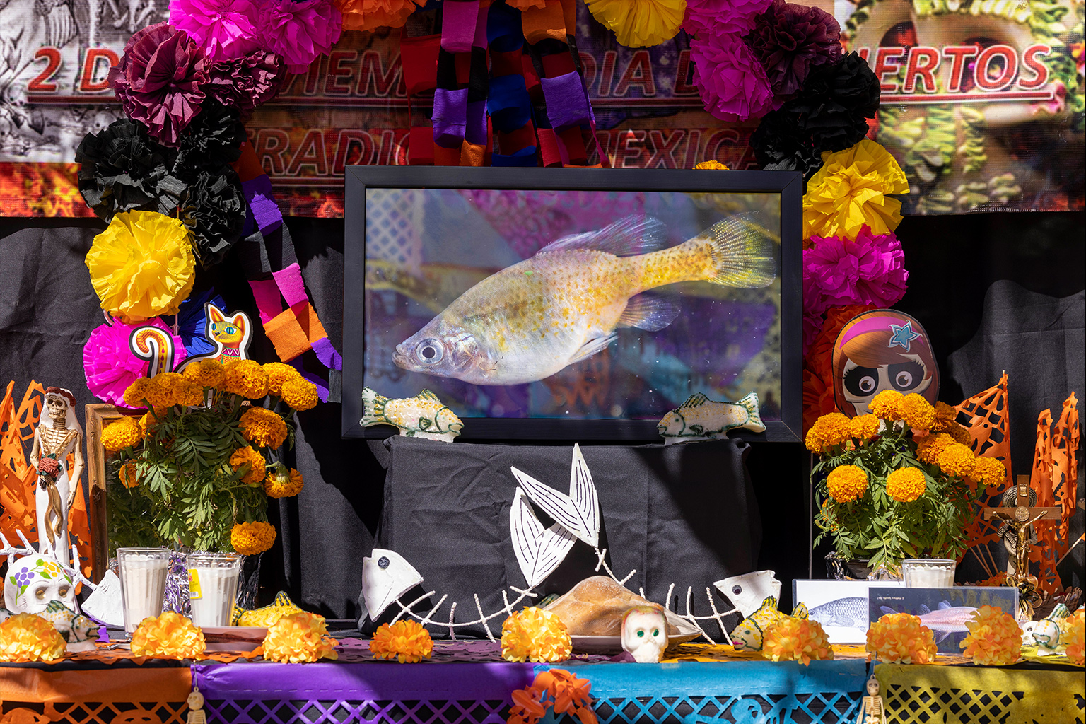 The golden skiffia themed Day of the Dead altar.