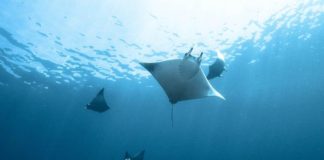 Shortfin devil rays