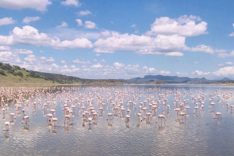 Shompole is home to thousands of species of wildlife, including lions, cheetah, elephants and zebra, but flamingo are among the most abundant; 75% of the world’s Lesser Flamingo population are born on the shores of nearby Lake Natron. Image by Eve Driver for Mongabay.