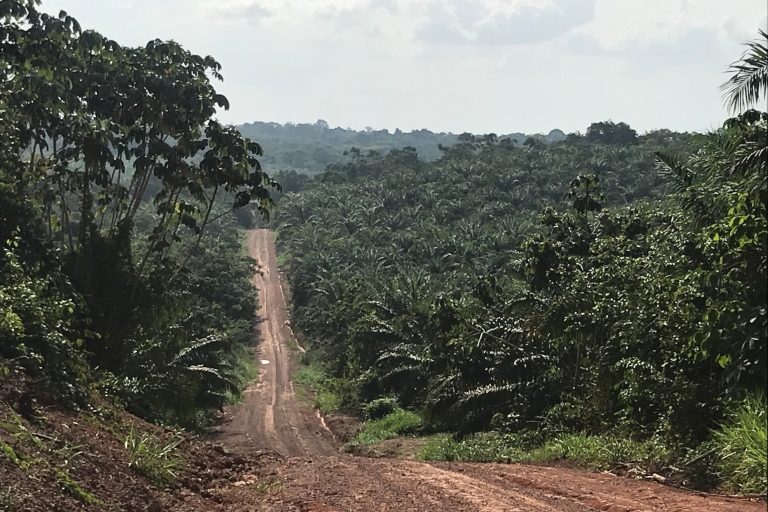 Palm oil plantations in the municipality of Tomé-Açu.