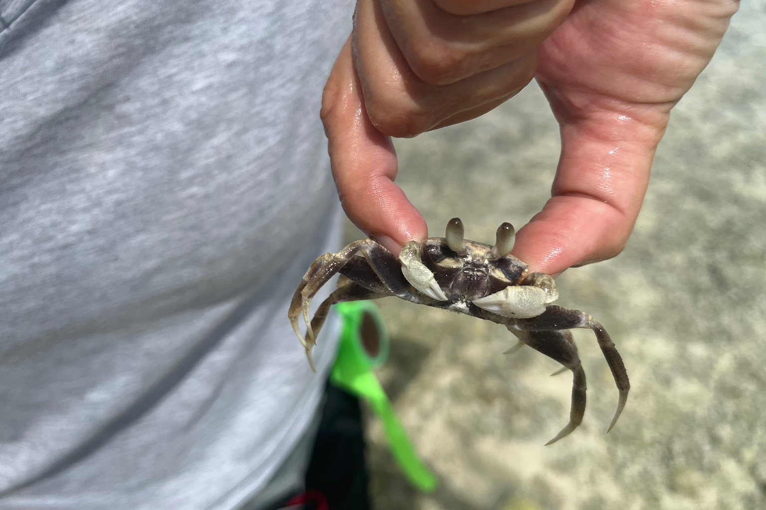 A ghost crab.