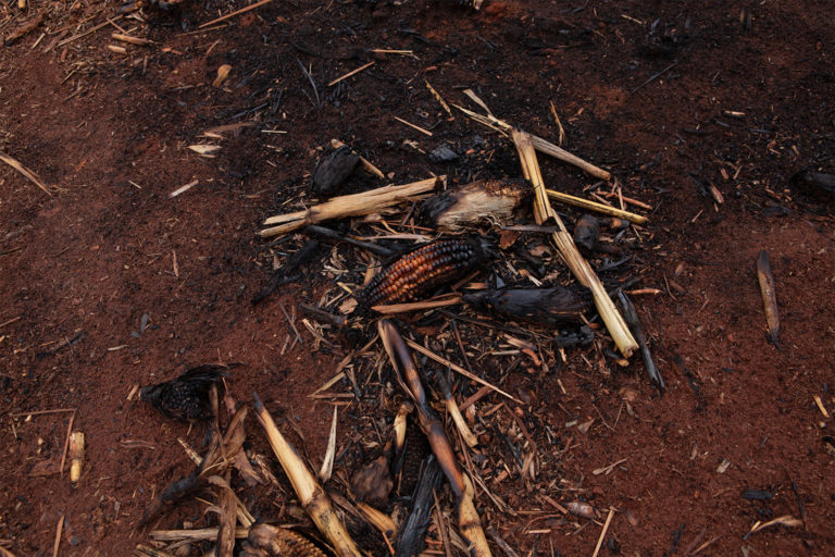 Charred remnants of the corn harvest.
