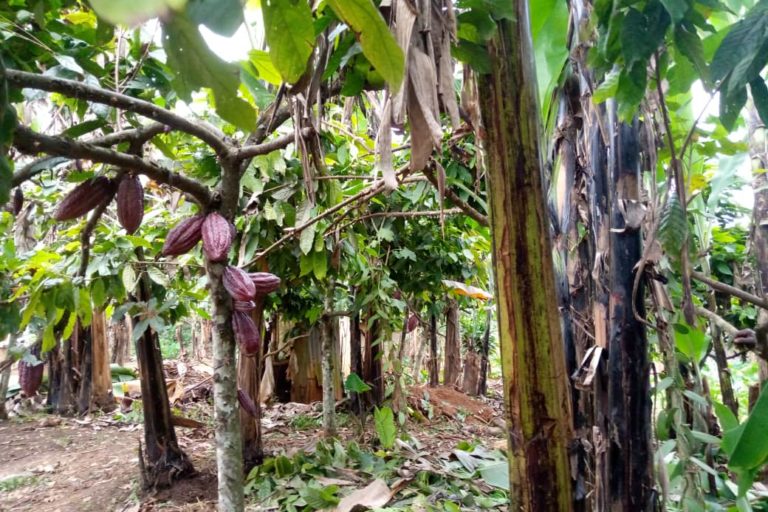 Field of cocoa trees in Ngazi. Image courtesy of IDAD.