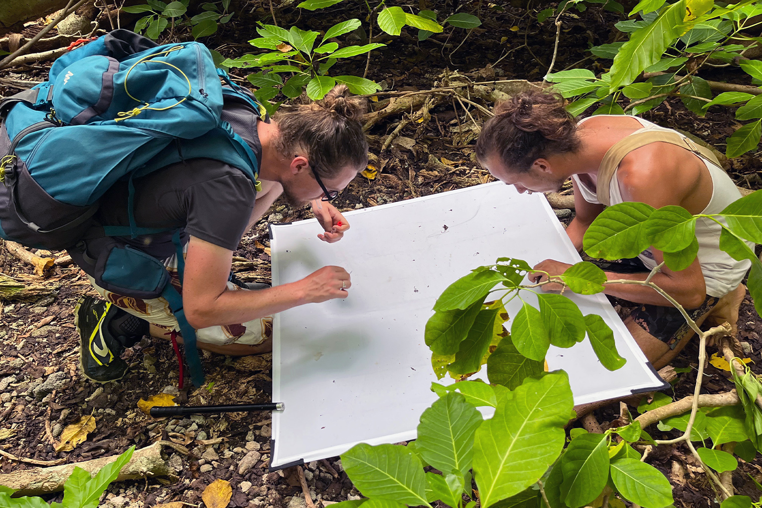 Sebastian Steibl (left) and Thibault Ramage sampling insects