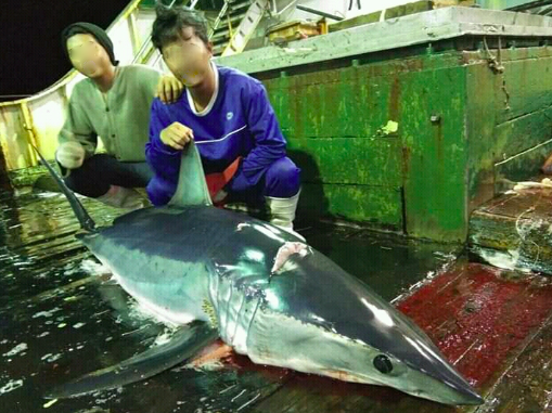 Q&A with Indonesian crew abused on Chinese shark-finning boat - South  Africa Today