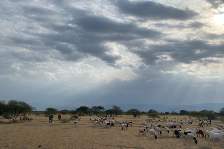 Raising cattle and goats has been the primary livelihood for this Maasai community for thousands of years, and involves continually moving herds to search for water and fresh grass in times of drought. Image by Eve Driver for Mongabay.