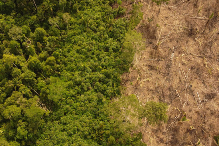 Aerial shot of deforestation in the Karipuna Indigenous Territory