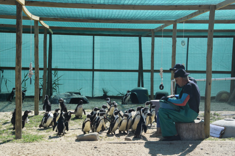 Two people seated facing an attentive crowd of penguins in a large enclosure at the SANCCOB sanctuary. Image by Mig Gilbert via Flickr (BY-SA 2.0)