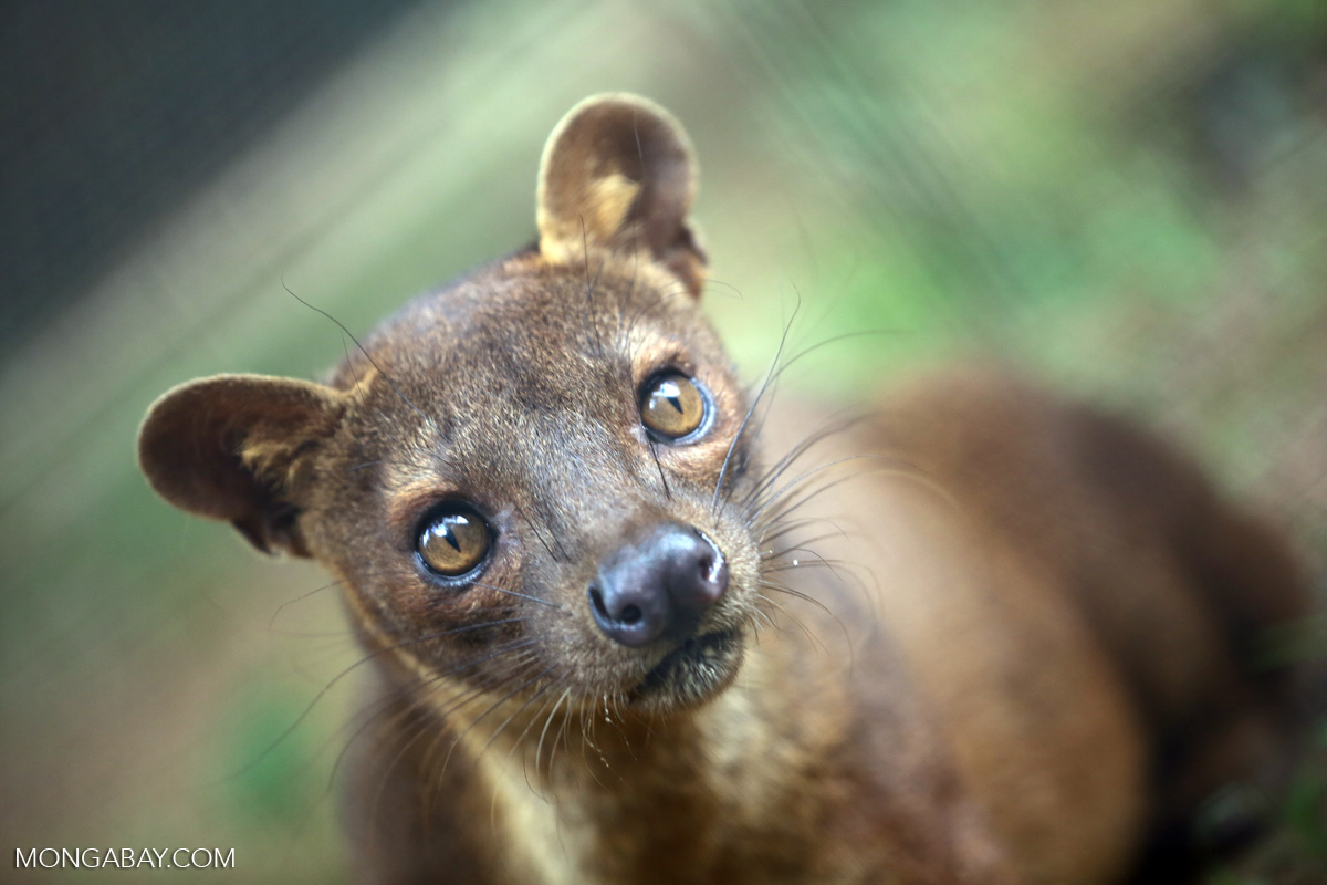 A fossa (Cryptoprocta ferox), a species that lives in Marojejy National Park, which was ground zero for Madagascar’s rosewood logging crisis in 2009. Photo by Rhett A. Butler.