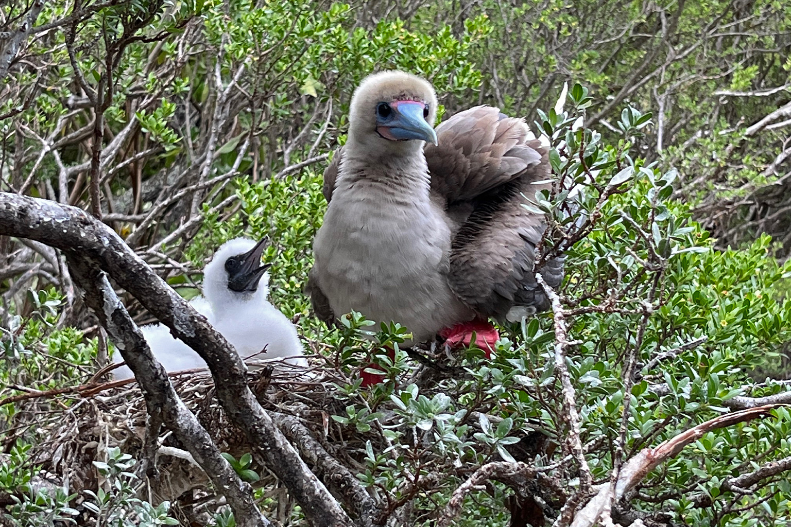 A red-footed booby and its white chick.