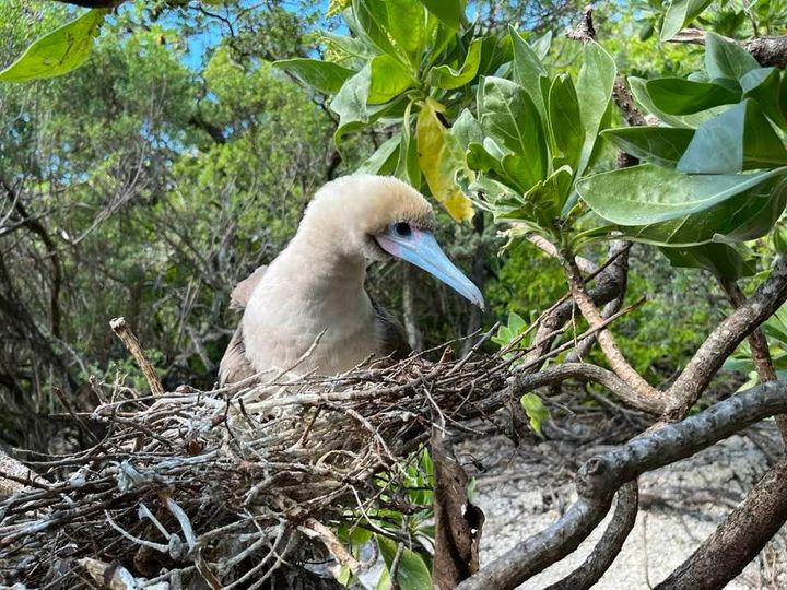 A red-footed booby in its nest.