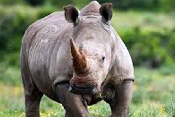 Rhino poacher handed 34 year sentence, Skukuza