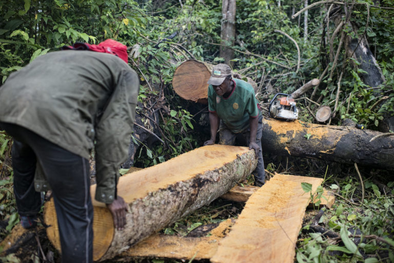 Two men shifting a partly sawn log into place, preparing to cut it further with a chainsaw. Image by Ollivier Girard (BY-NC-ND 2.0)